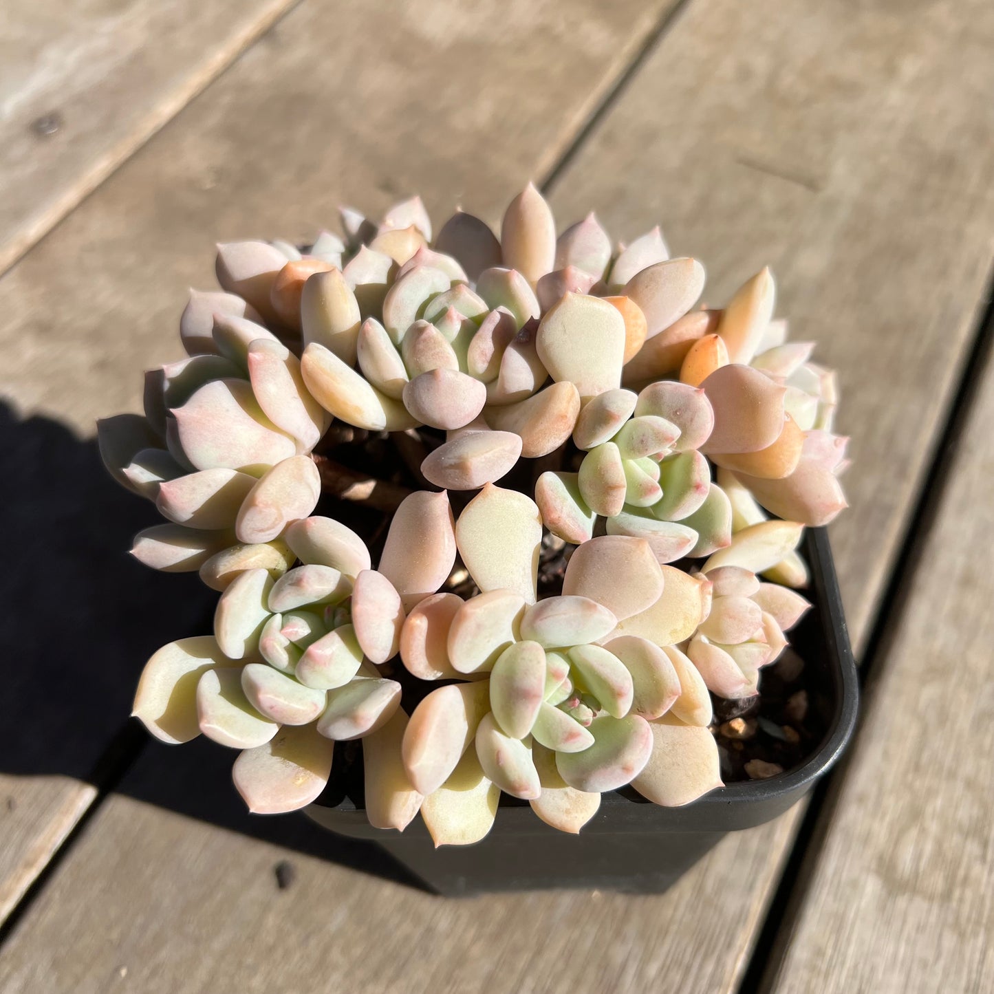 1308 Graptoveria A Grim One (large clump)