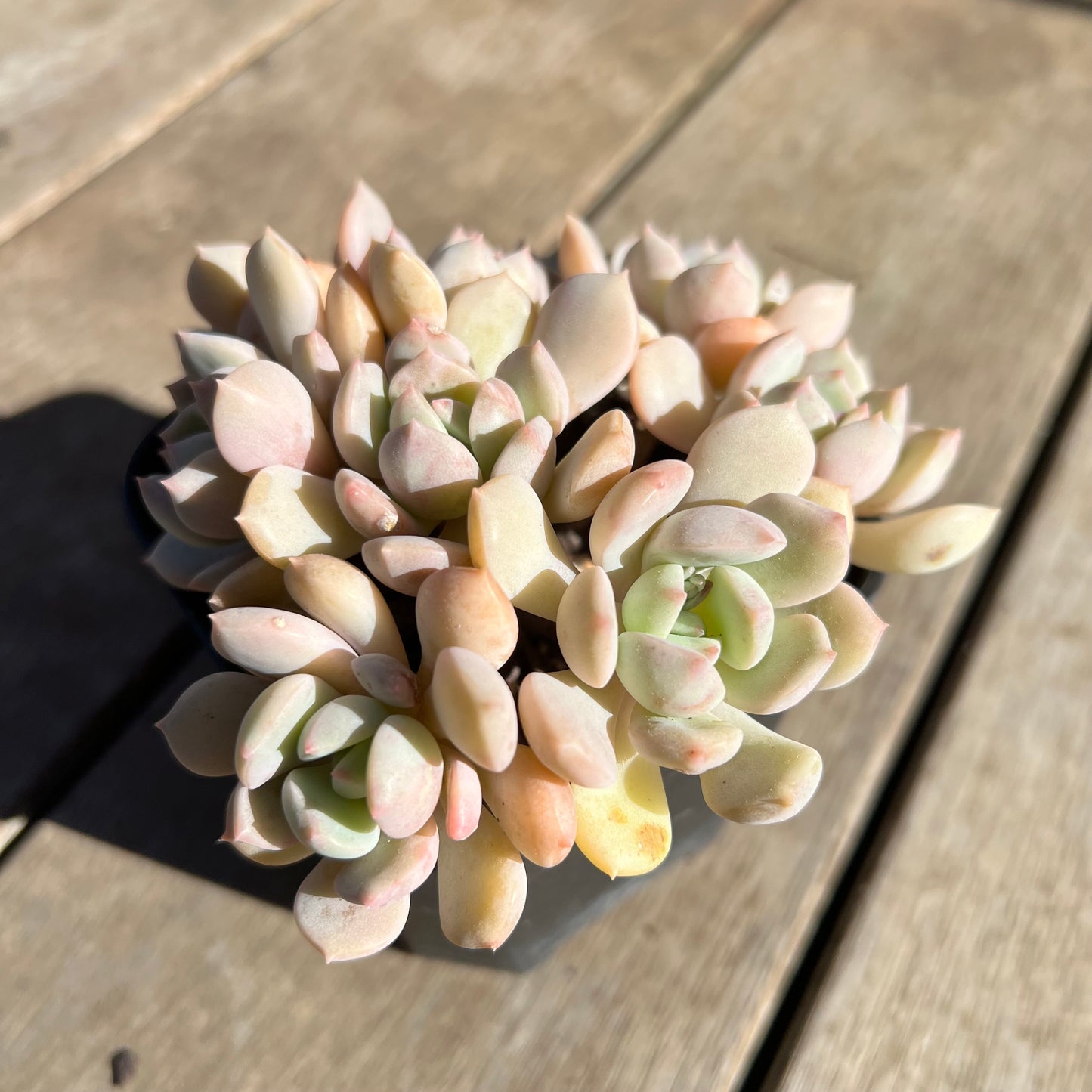 1308 Graptoveria A Grim One (large clump)