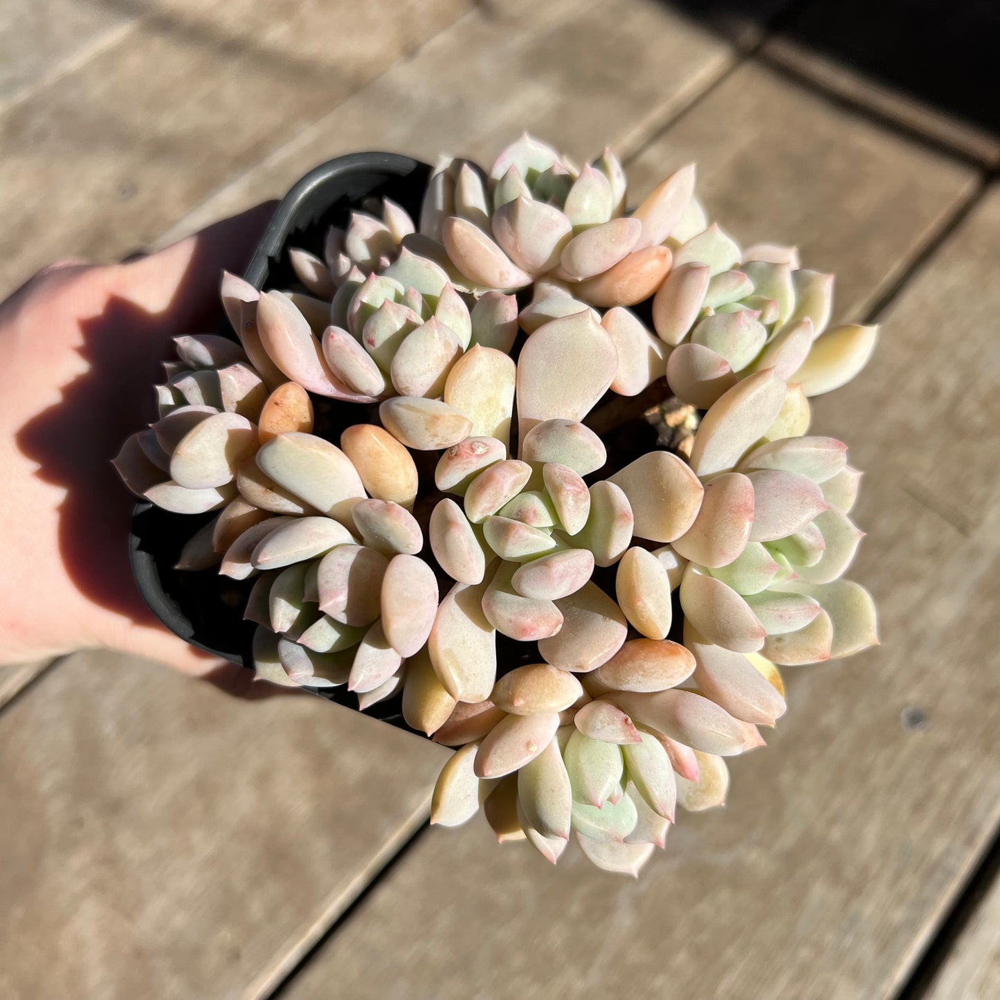 1308 Graptoveria A Grim One (large clump)