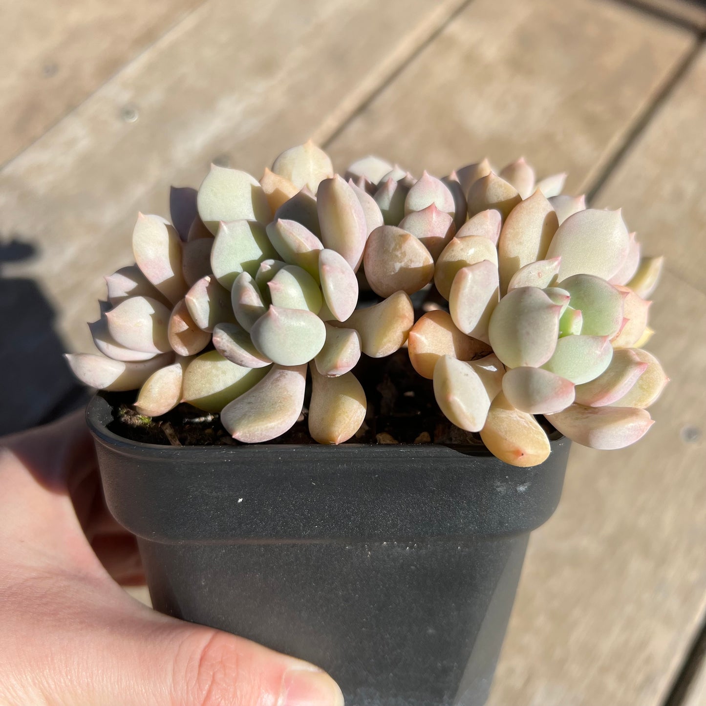 1308 Graptoveria A Grim One (large clump)