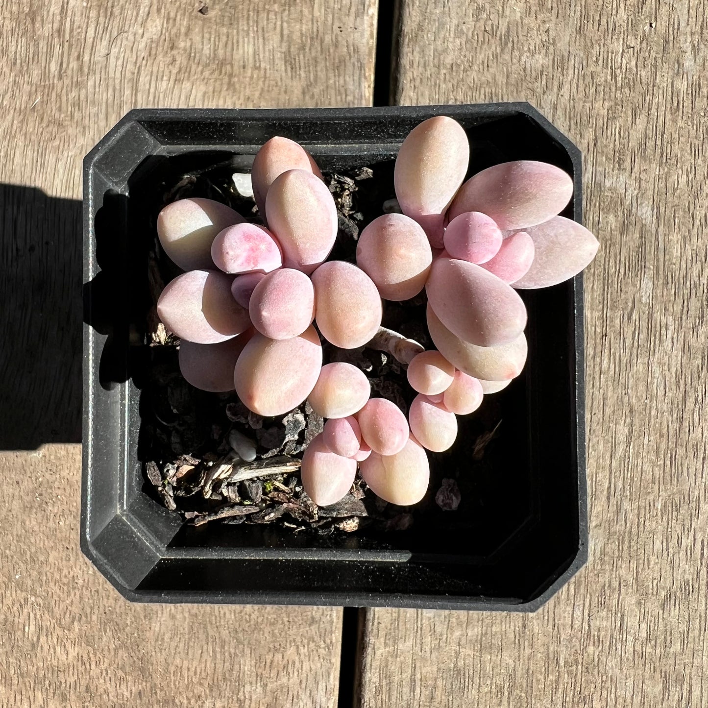 1308 Pachyphytum 'Egg Tart'