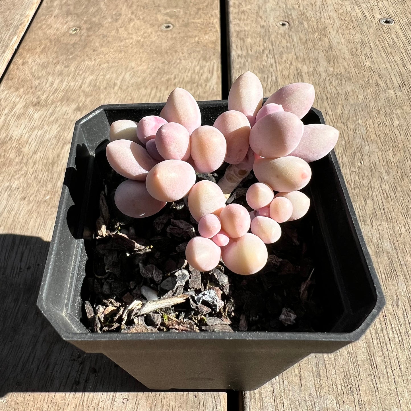 1308 Pachyphytum 'Egg Tart'