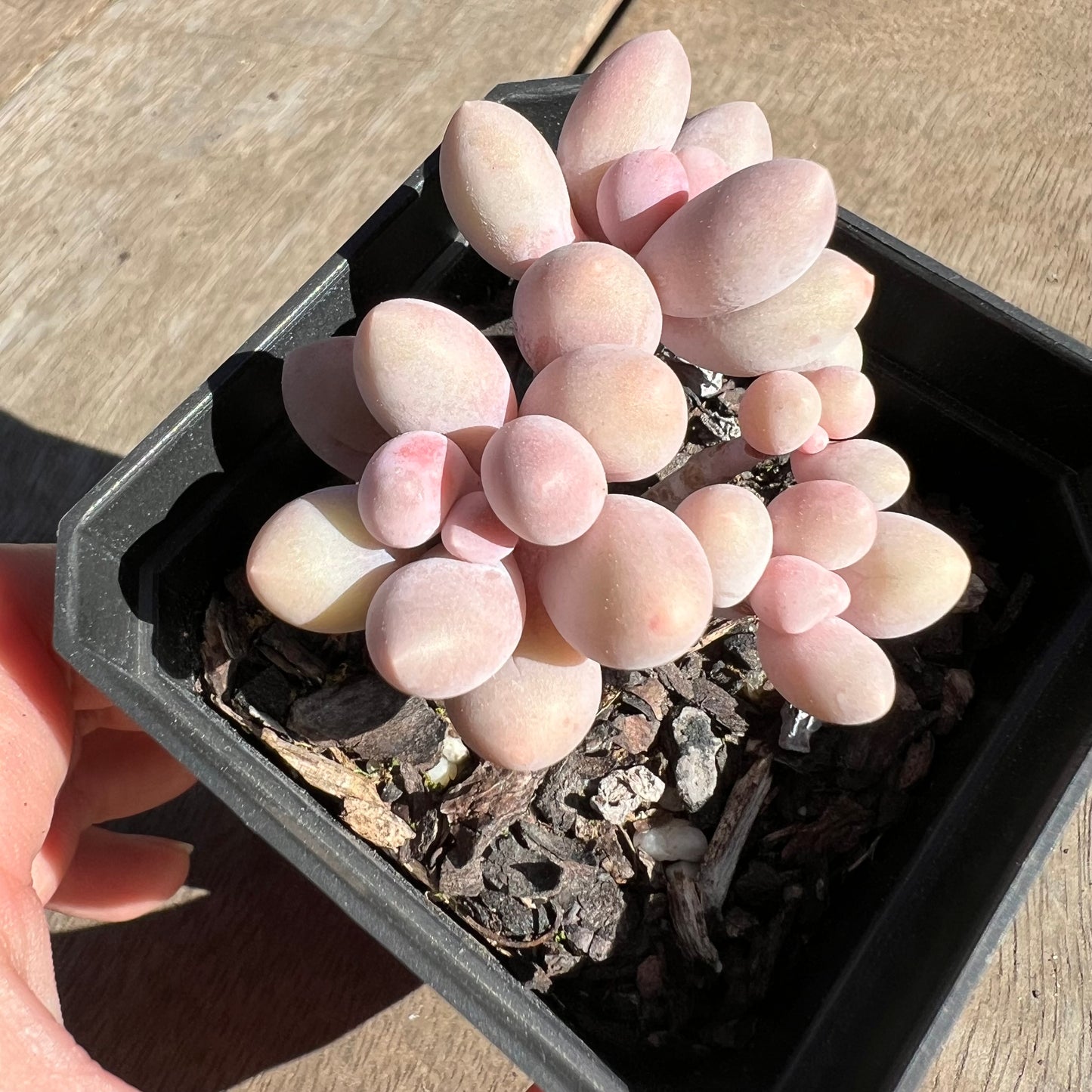 1308 Pachyphytum 'Egg Tart'