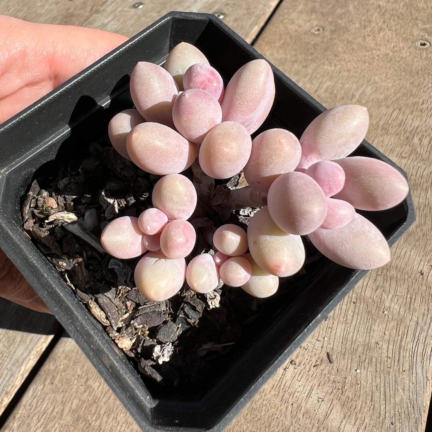 1308 Pachyphytum 'Egg Tart'