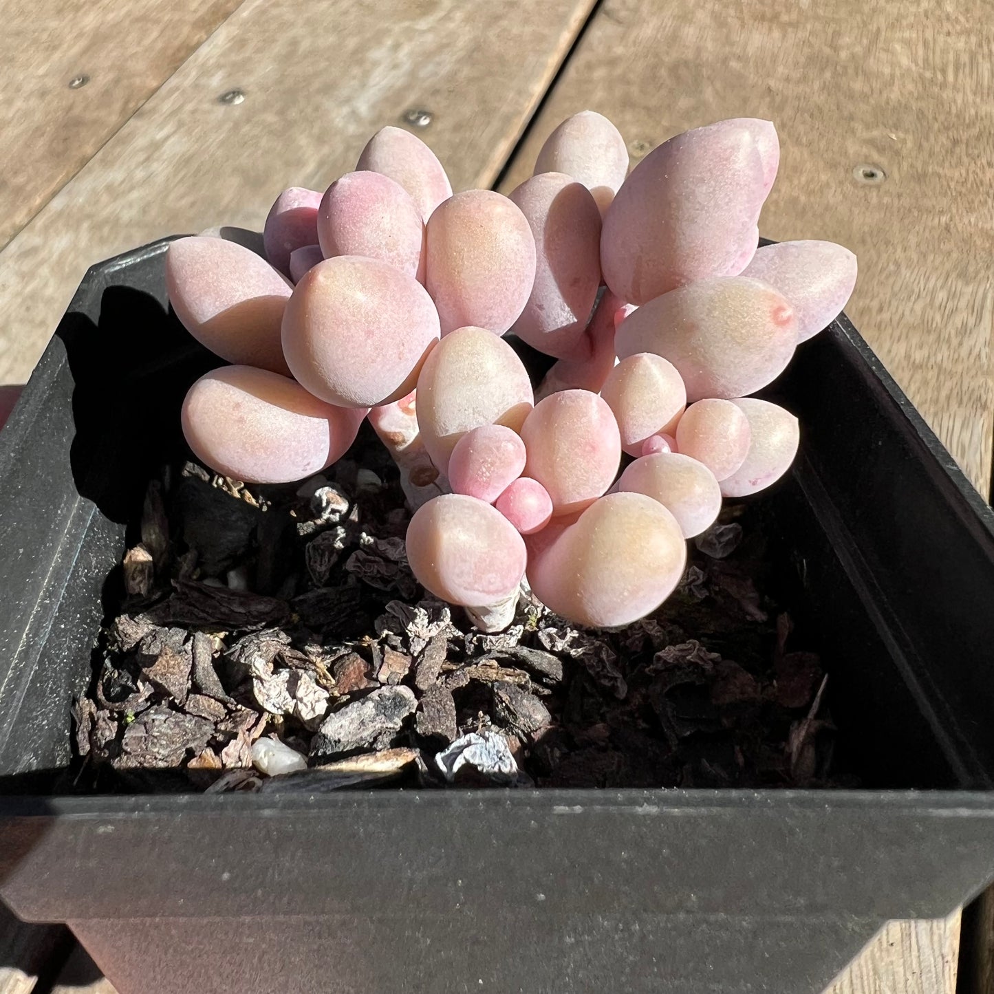 1308 Pachyphytum 'Egg Tart'