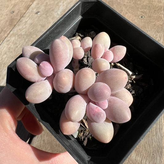 1308 Pachyphytum 'Egg Tart'