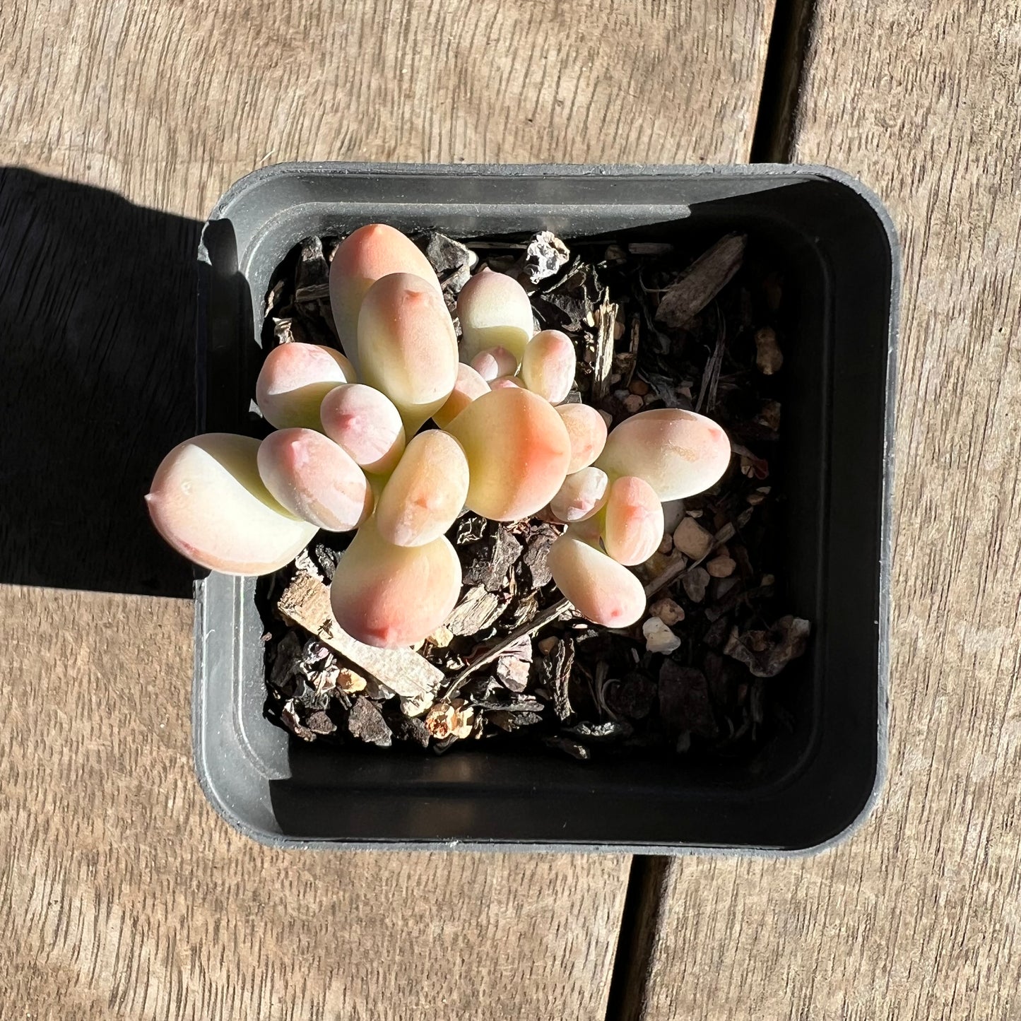 1308 Pachyphytum Oviferum Mikadukibijin