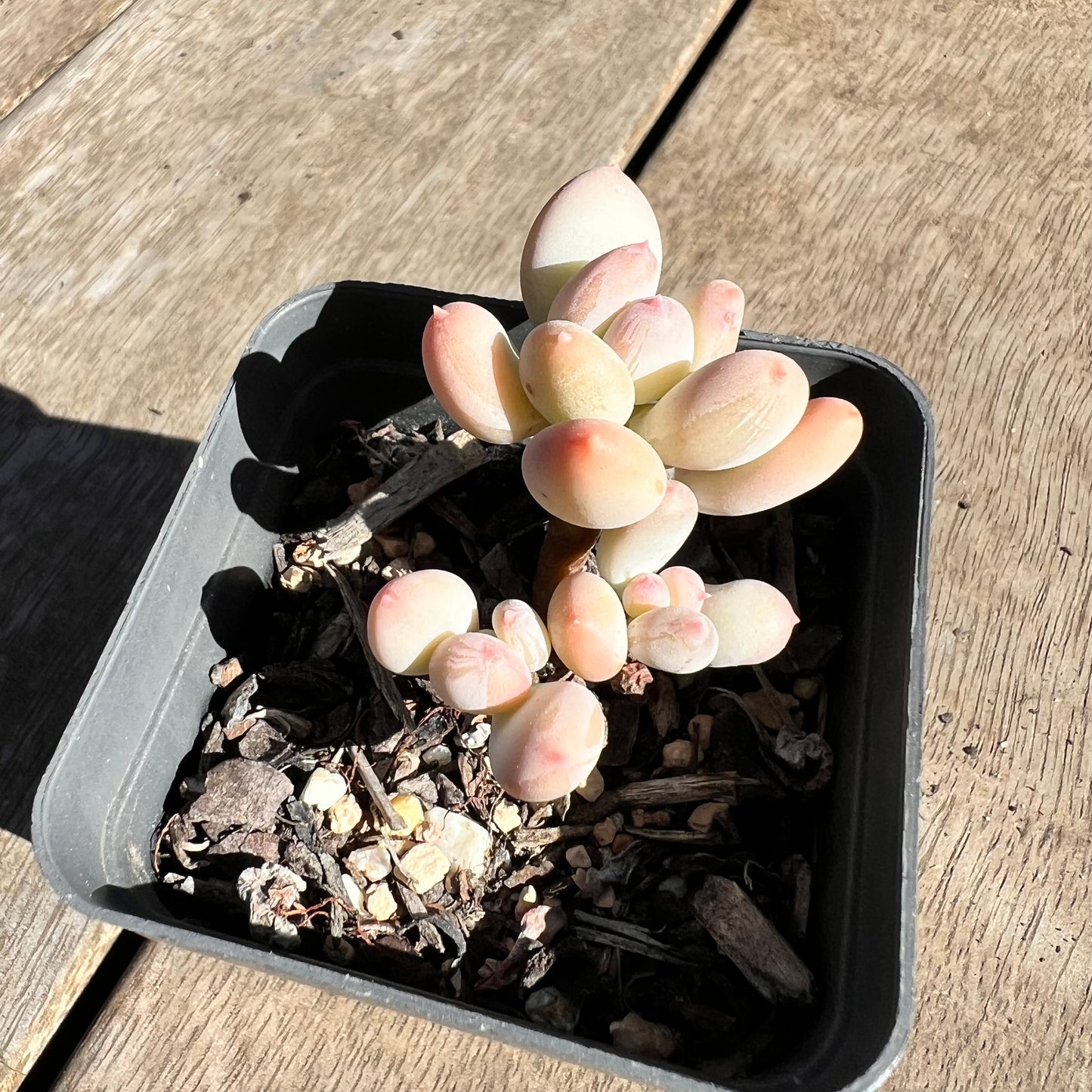 1308 Pachyphytum Oviferum Mikadukibijin