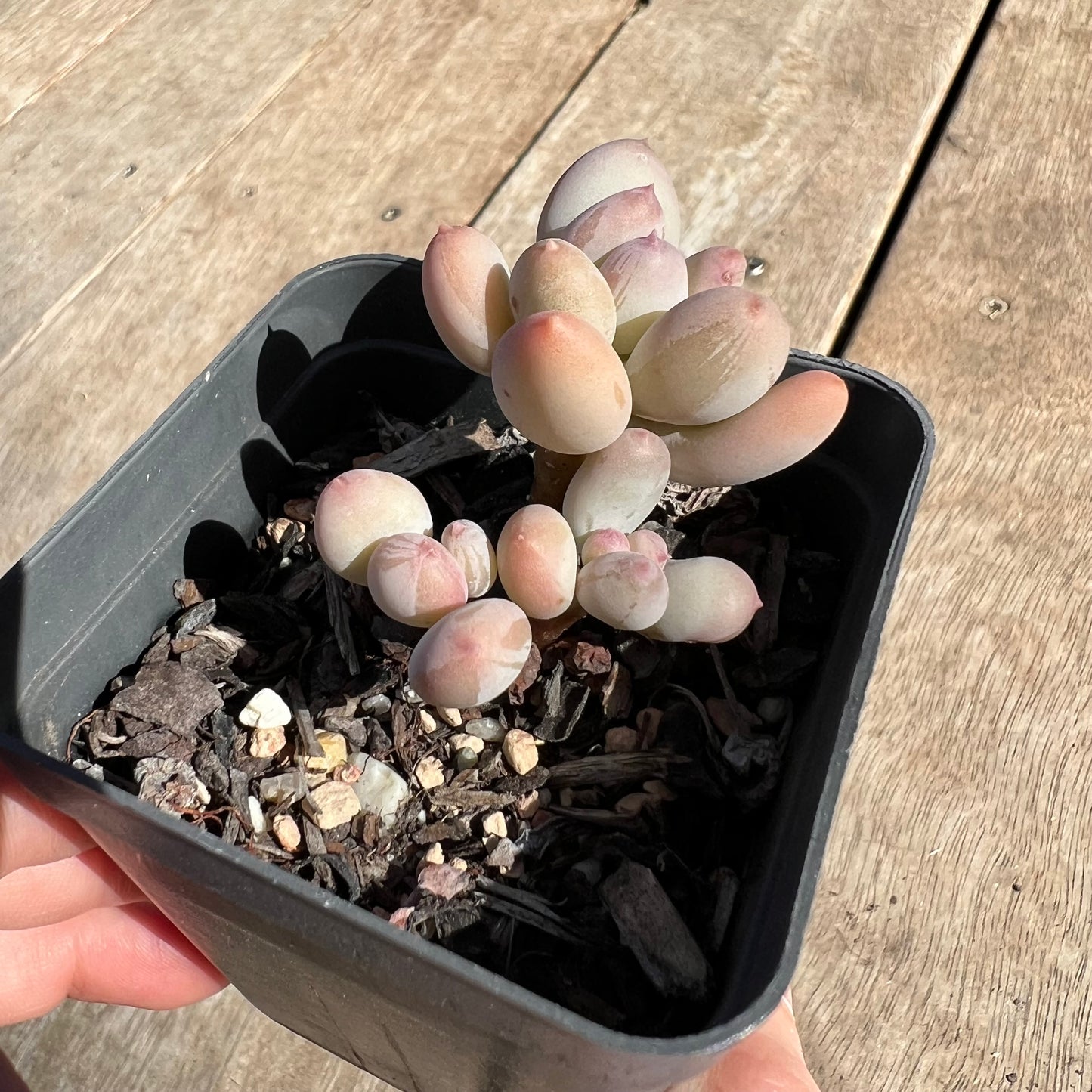 1308 Pachyphytum Oviferum Mikadukibijin