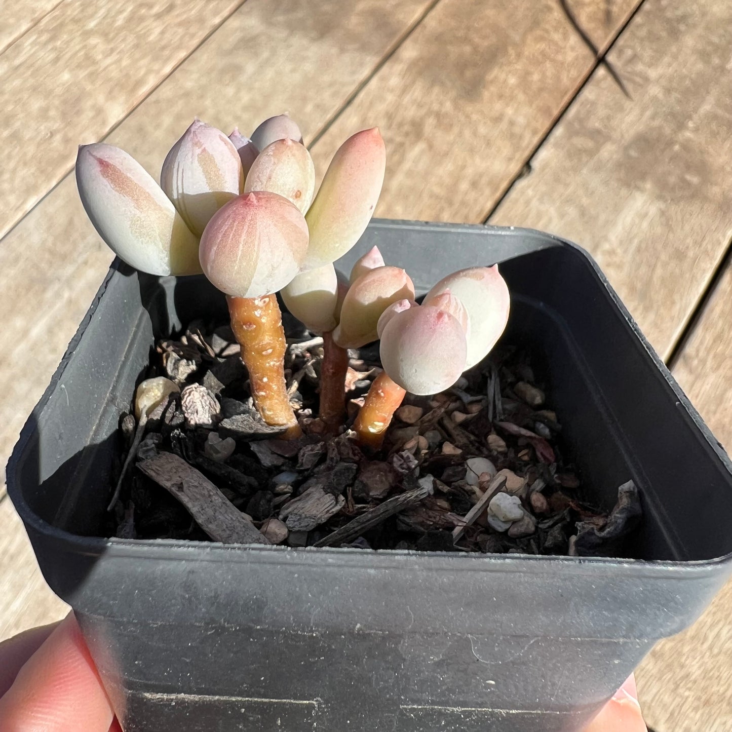 1308 Pachyphytum Oviferum Mikadukibijin