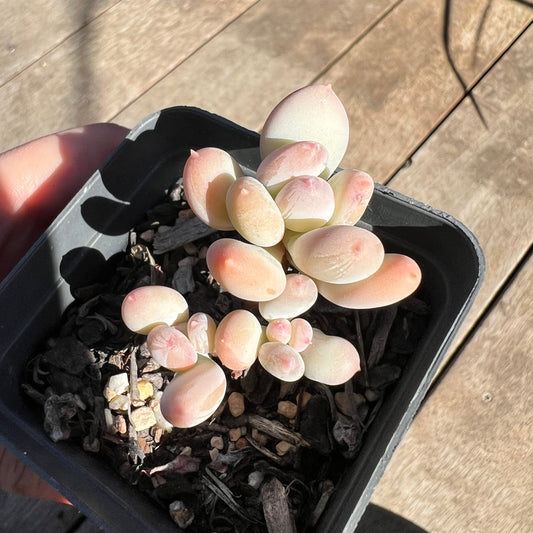 1308 Pachyphytum Oviferum Mikadukibijin