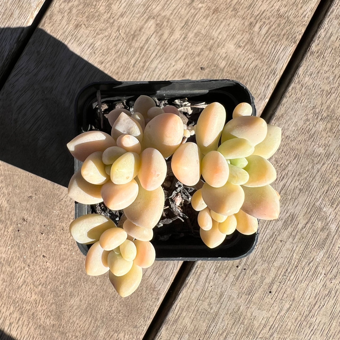 1308 Sedum Clavatum R. T. Clausen x Lavender Pebbles