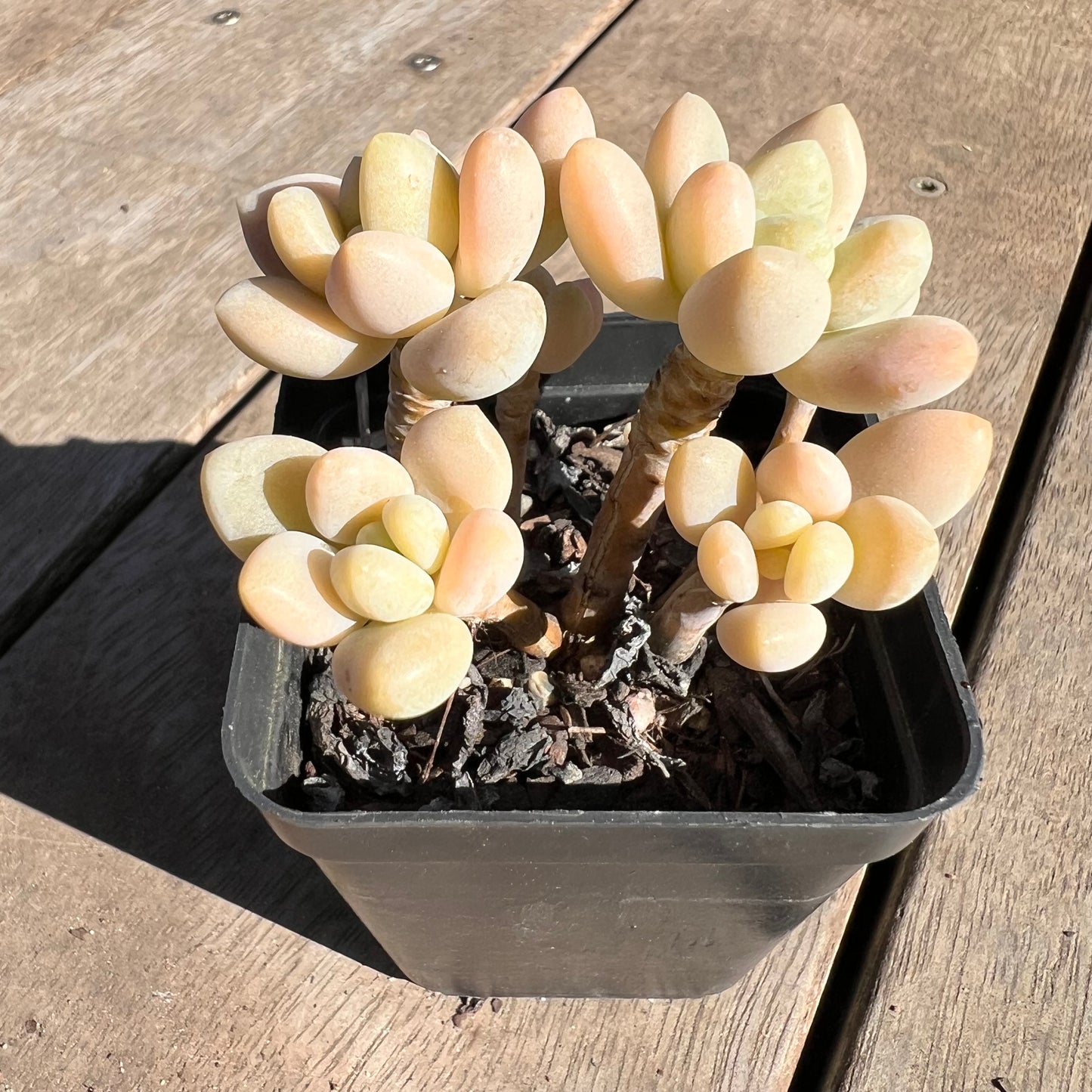 1308 Sedum Clavatum R. T. Clausen x Lavender Pebbles