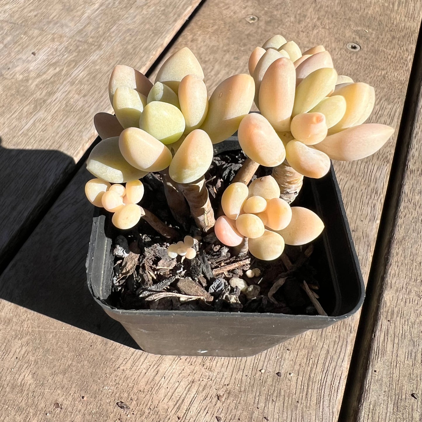 1308 Sedum Clavatum R. T. Clausen x Lavender Pebbles