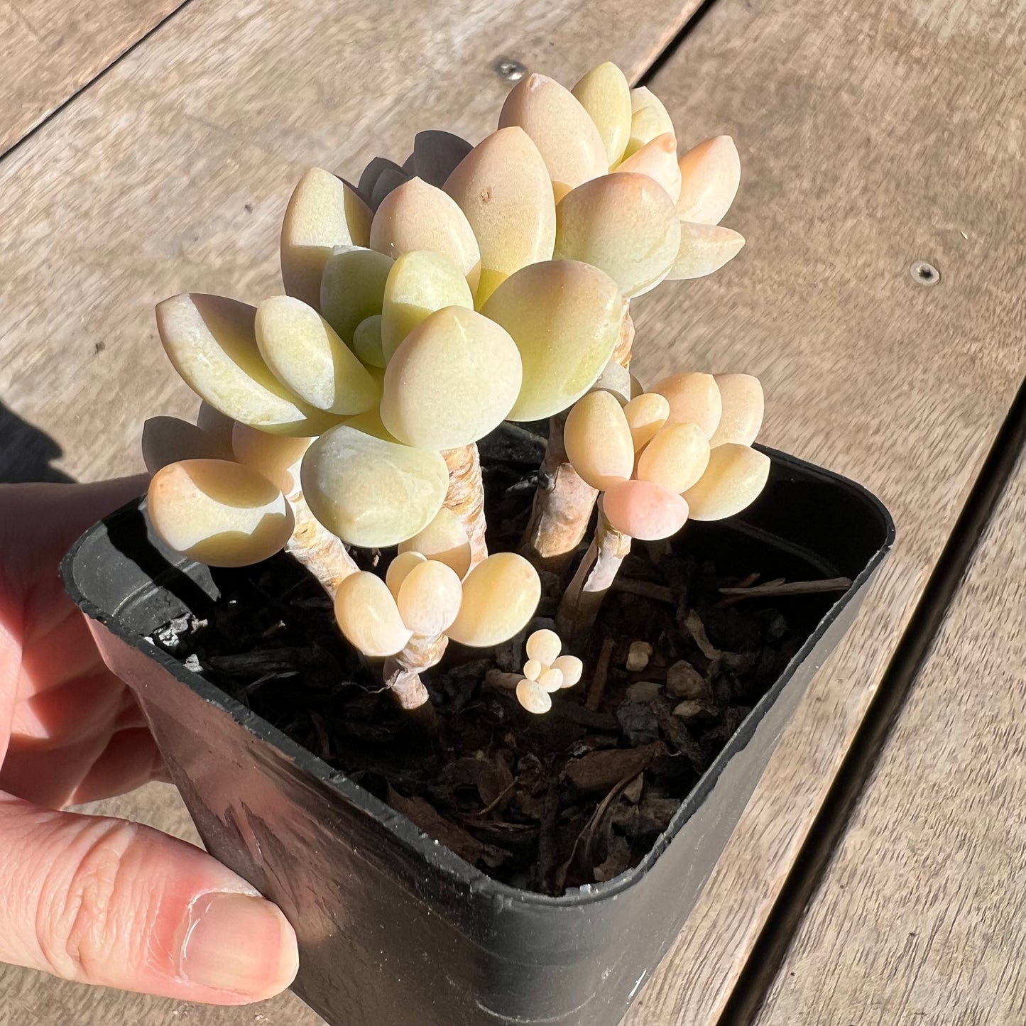 1308 Sedum Clavatum R. T. Clausen x Lavender Pebbles