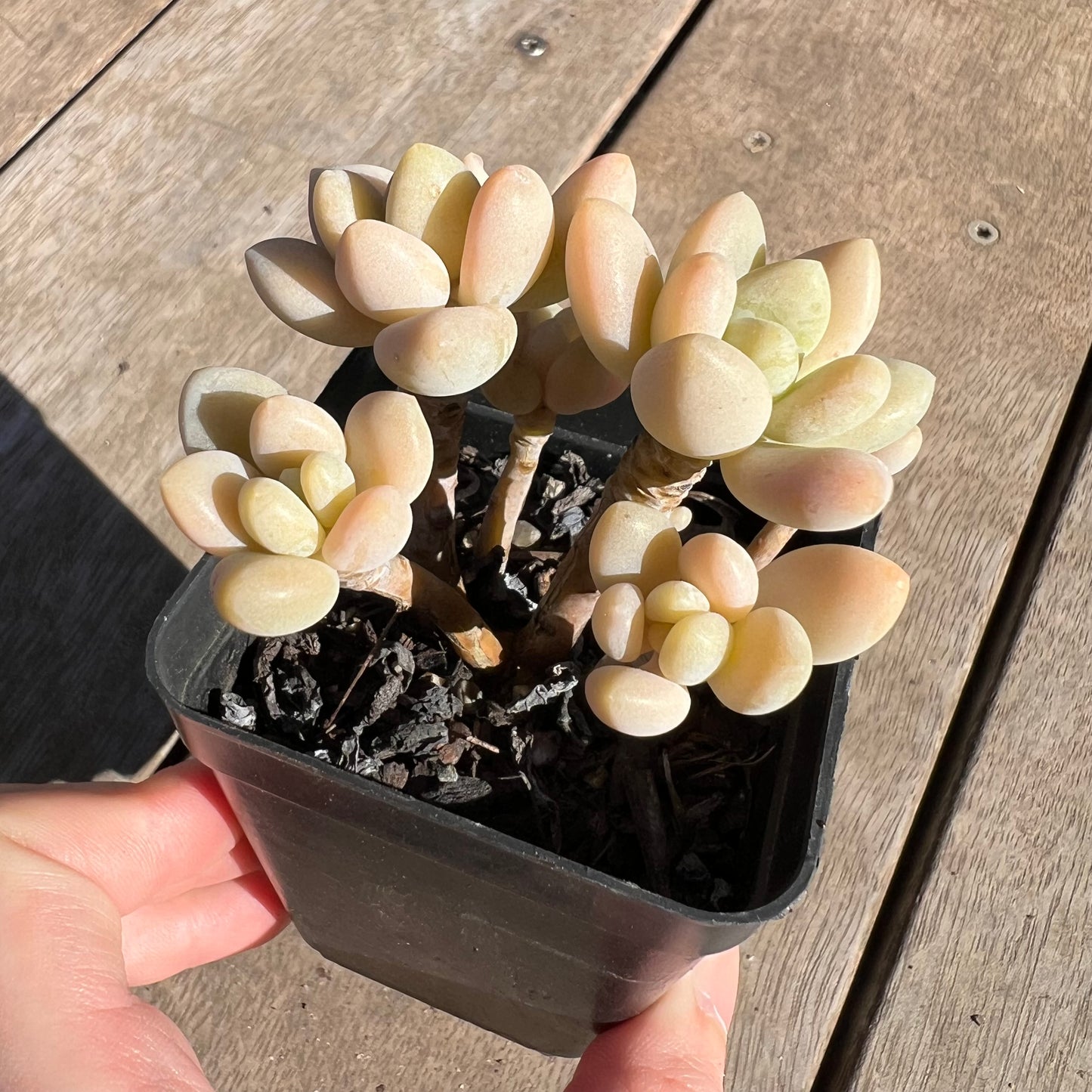 1308 Sedum Clavatum R. T. Clausen x Lavender Pebbles