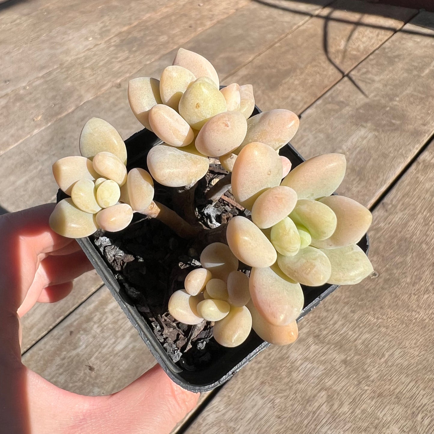 1308 Sedum Clavatum R. T. Clausen x Lavender Pebbles