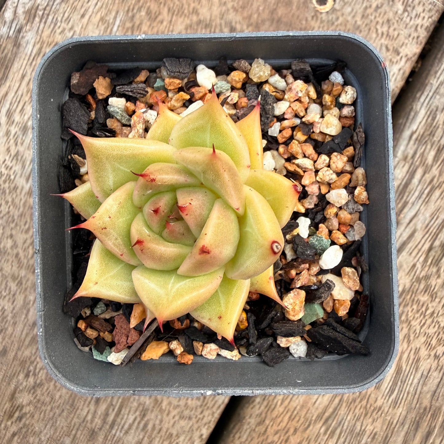 1404 Echeveria Agavoides 'Eye Lash'