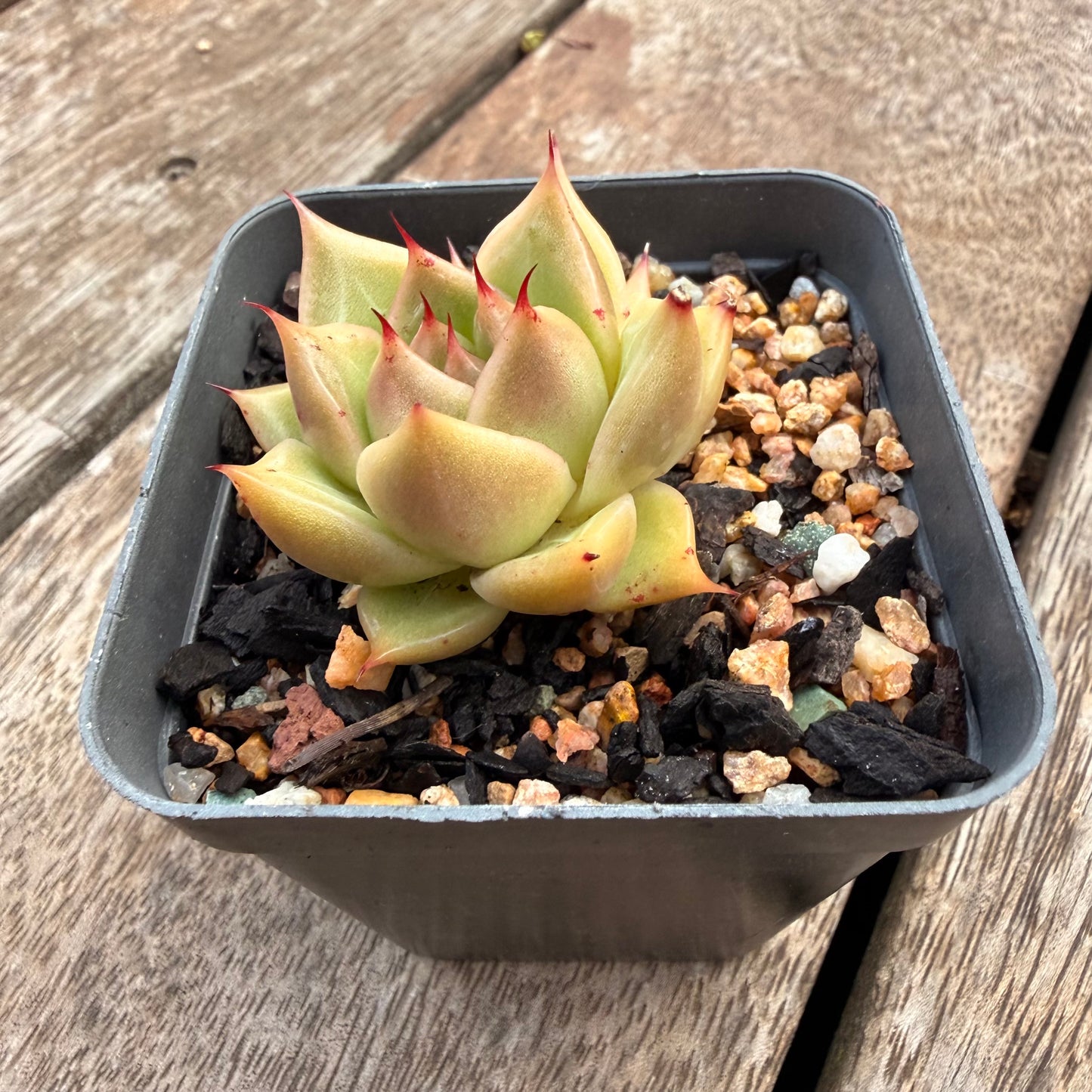 1404 Echeveria Agavoides 'Eye Lash'