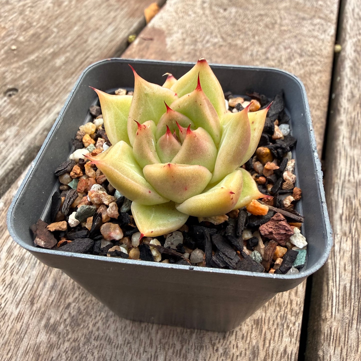1404 Echeveria Agavoides 'Eye Lash'