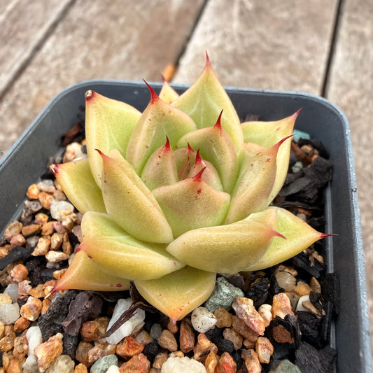 1404 Echeveria Agavoides 'Eye Lash'