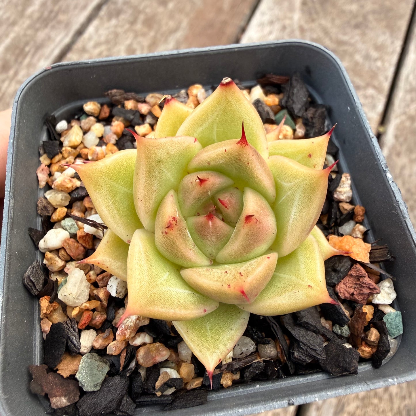 1404 Echeveria Agavoides 'Eye Lash'