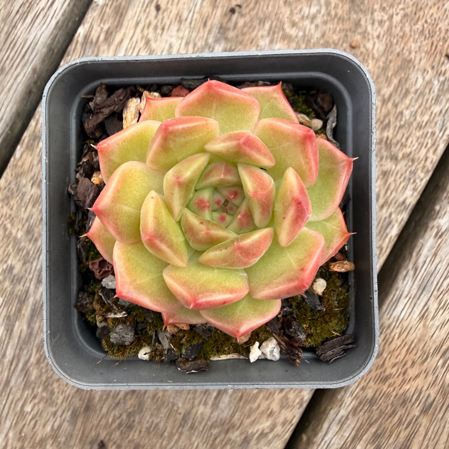 1404 Echeveria Champagne 'Apple'