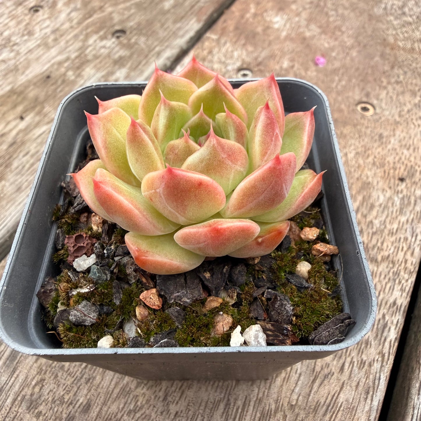 1404 Echeveria Champagne 'Apple'