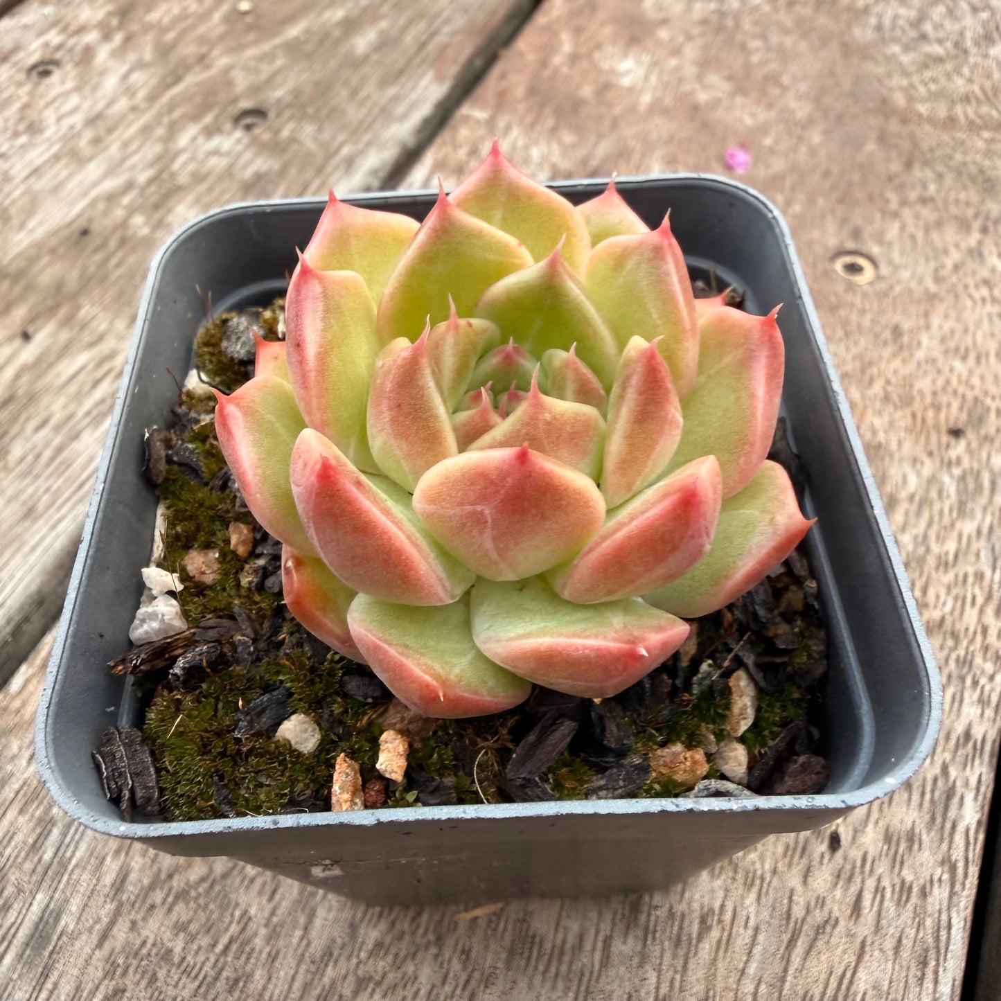 1404 Echeveria Champagne 'Apple'