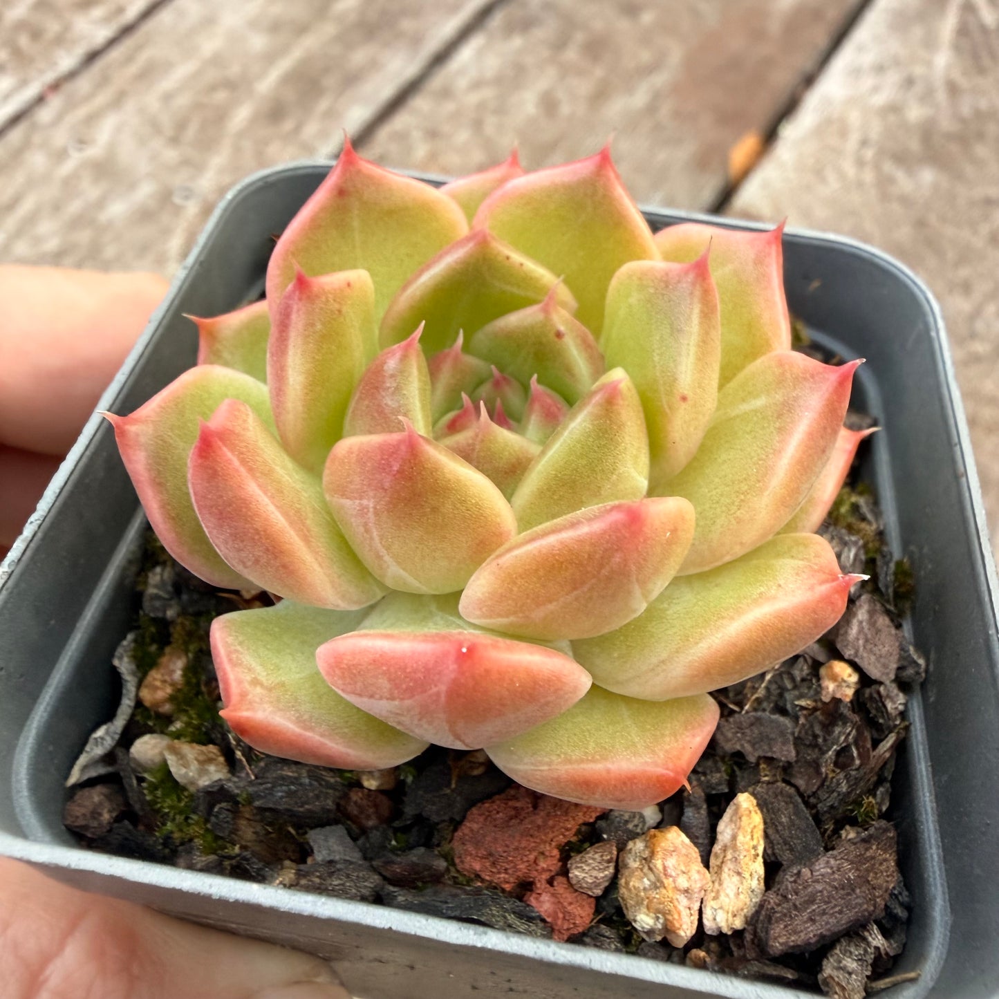 1404 Echeveria Champagne 'Apple'