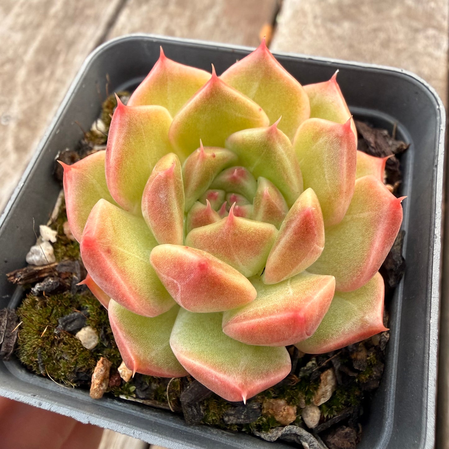 1404 Echeveria Champagne 'Apple'