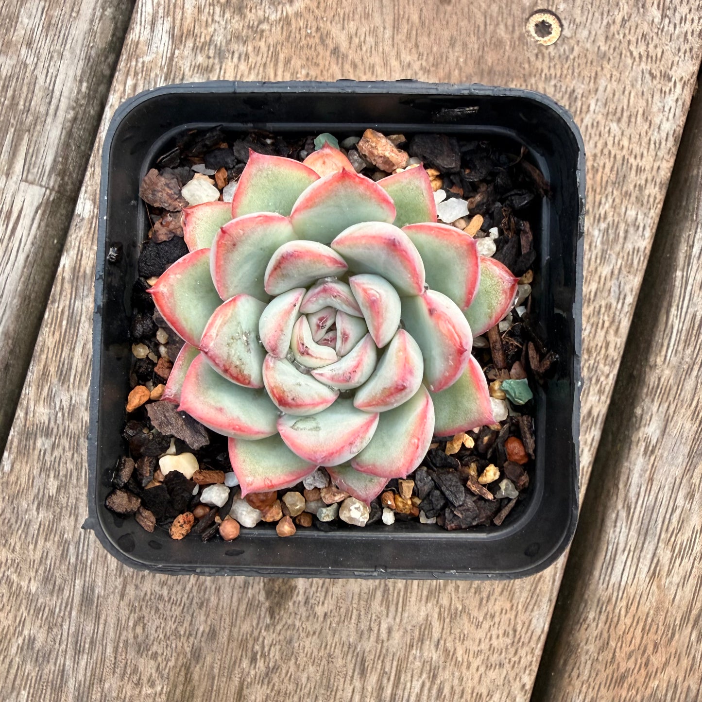 1404 Echeveria Lotus