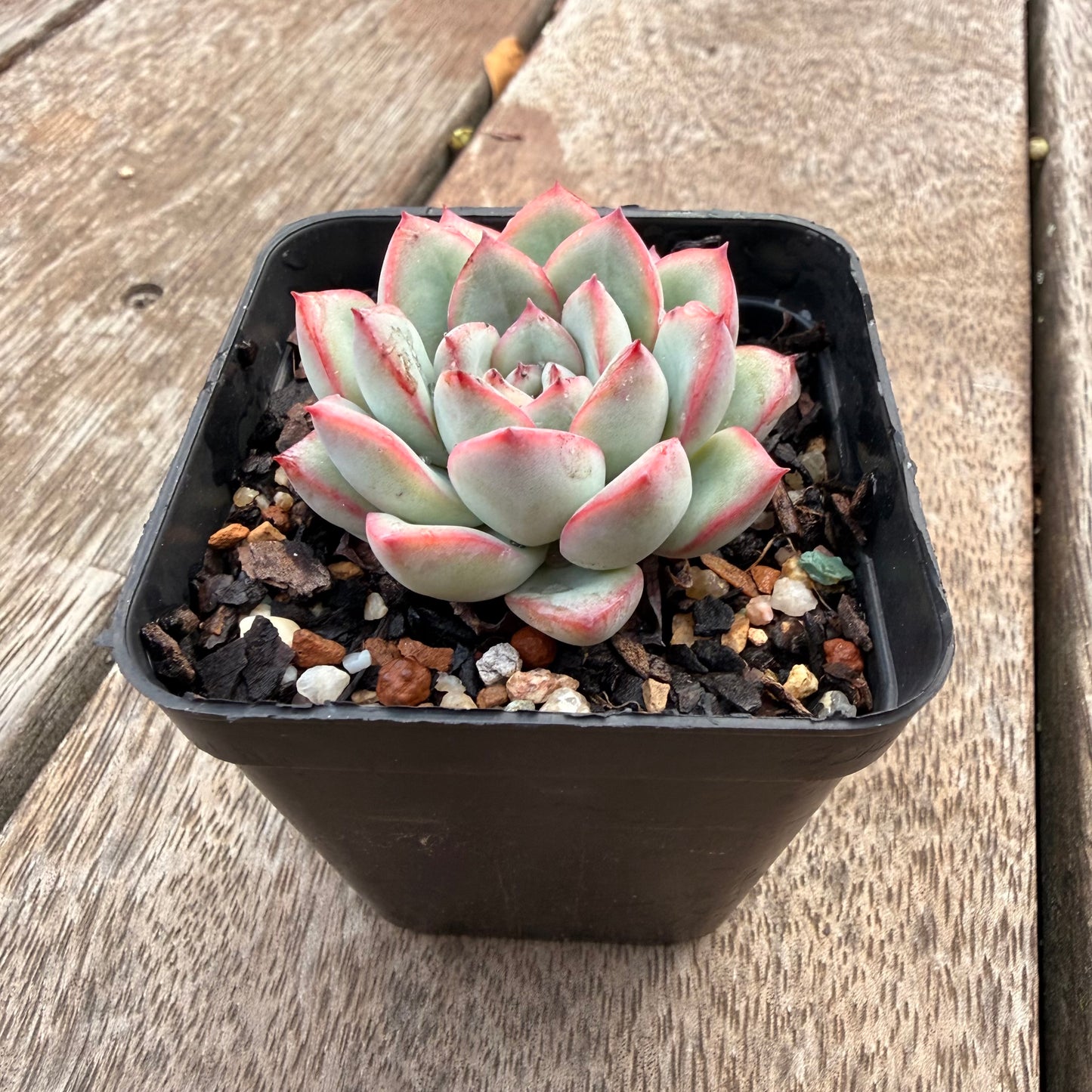1404 Echeveria Lotus