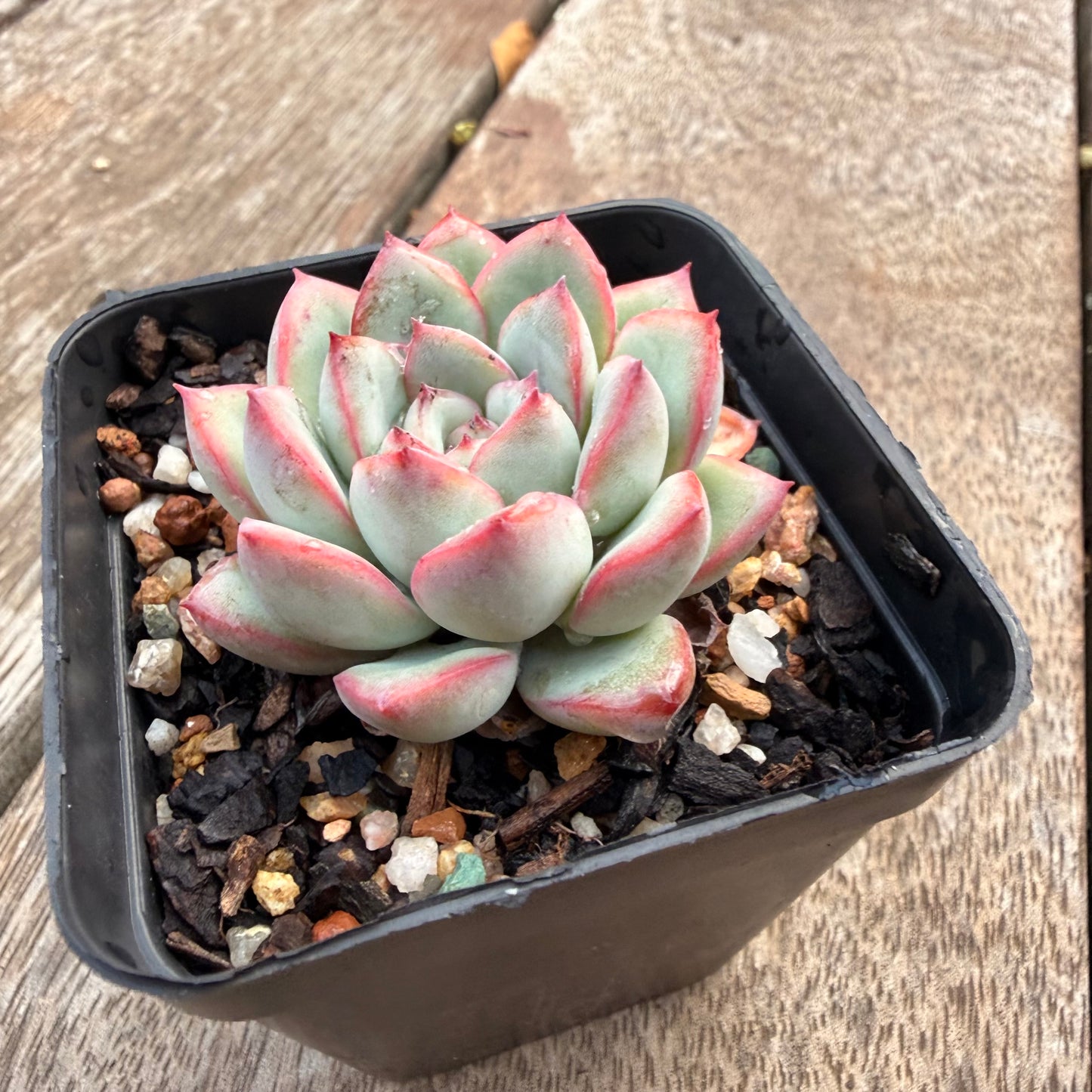 1404 Echeveria Lotus