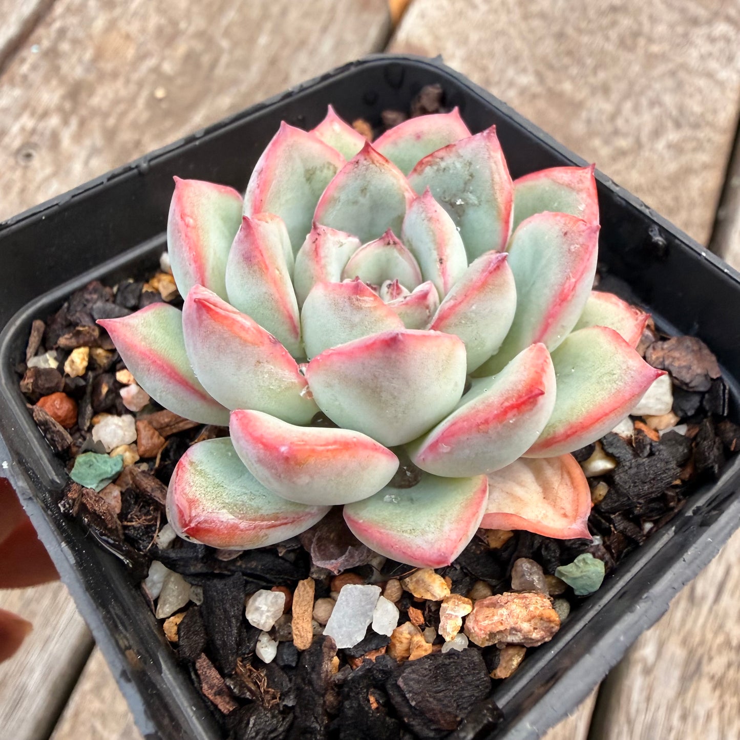 1404 Echeveria Lotus