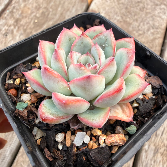 1404 Echeveria Lotus