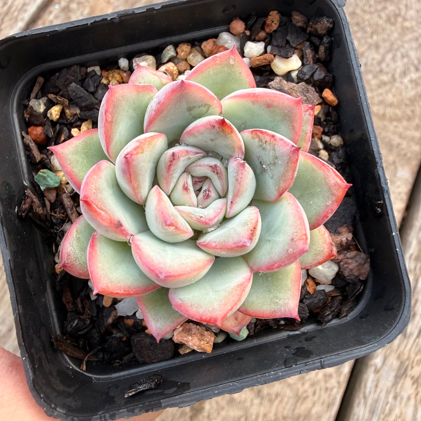1404 Echeveria Lotus
