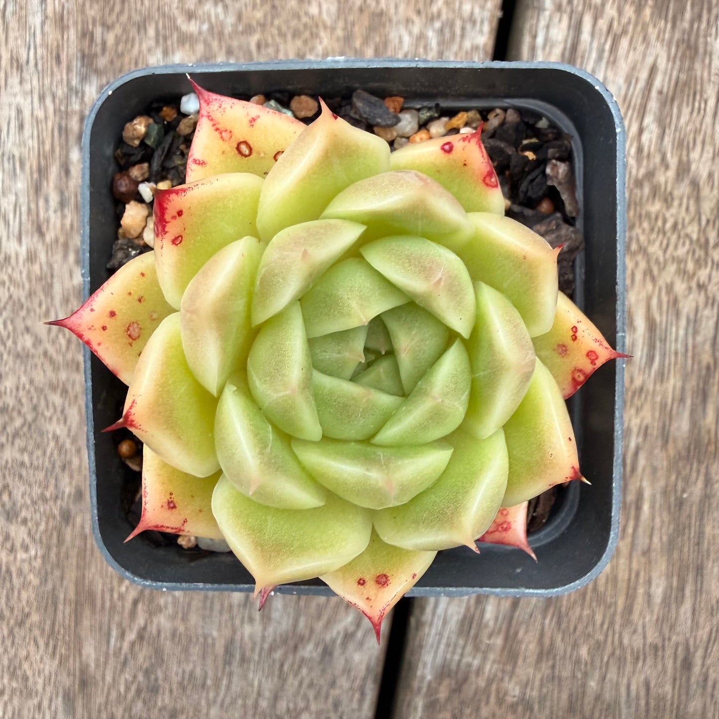 1404 Echeveria Malgan 'Jam'