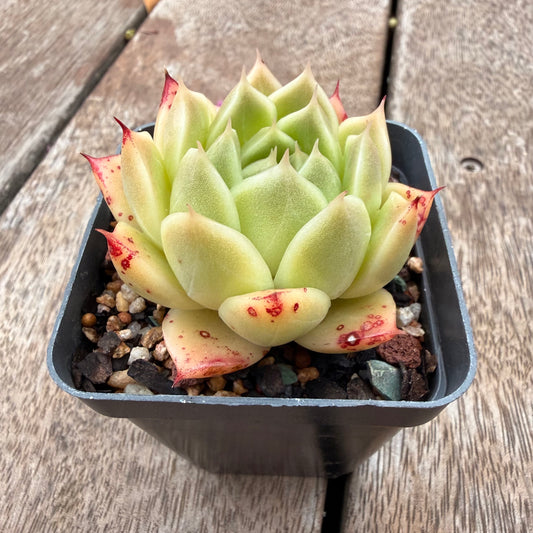 1404 Echeveria Malgan 'Jam'