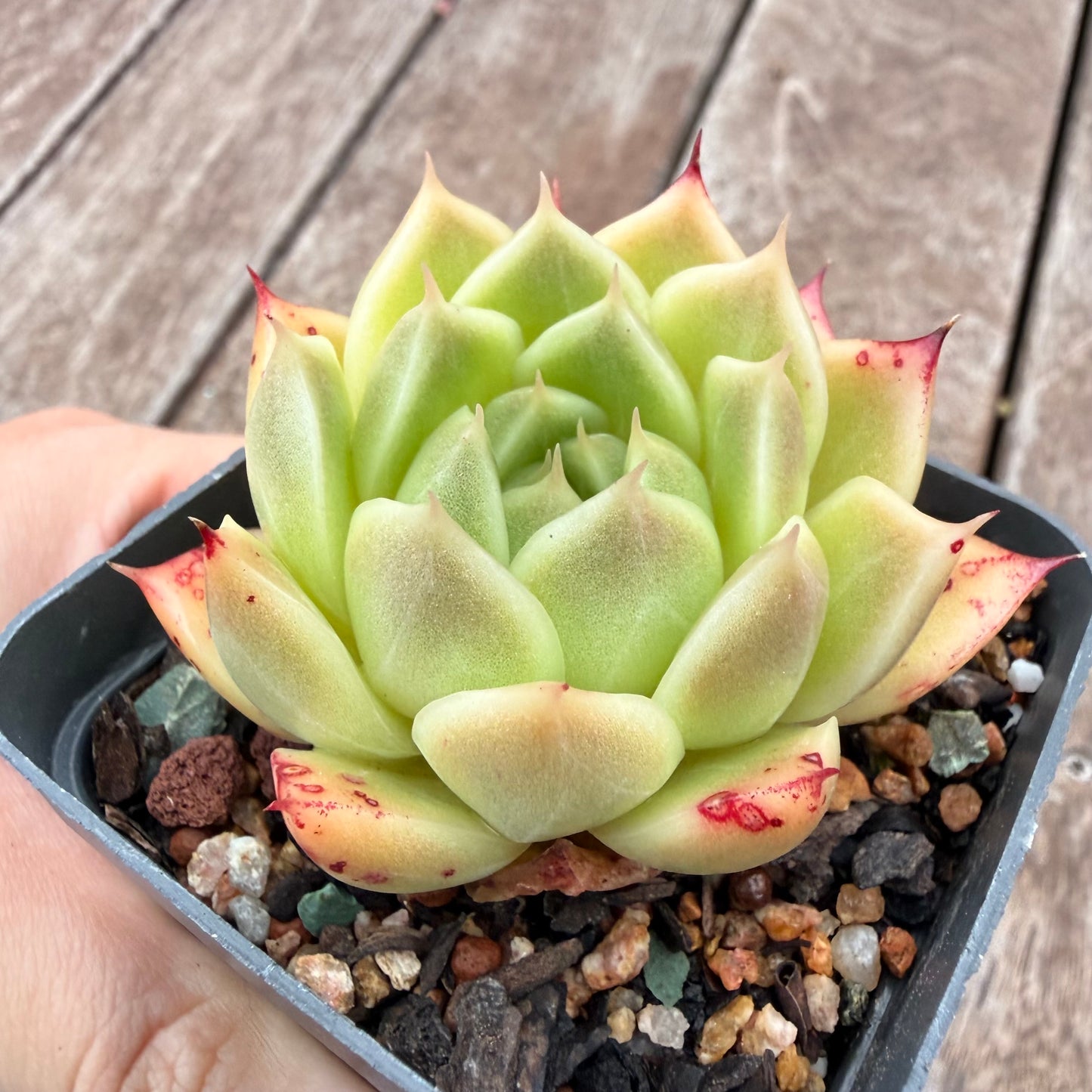 1404 Echeveria Malgan 'Jam'