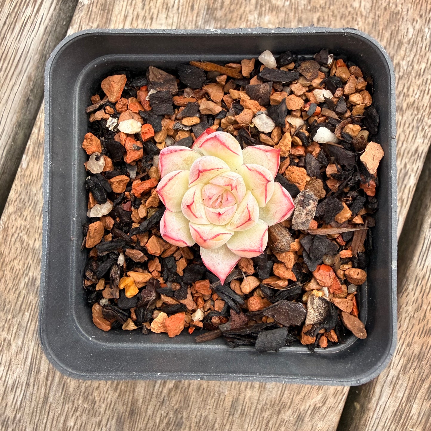 1404 Echeveria Malgan 'Line Rose'