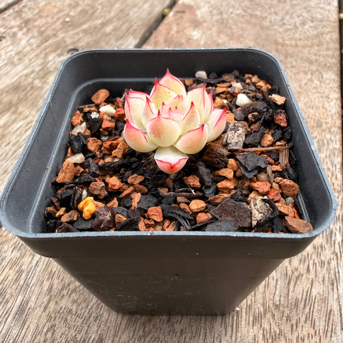 1404 Echeveria Malgan 'Line Rose'