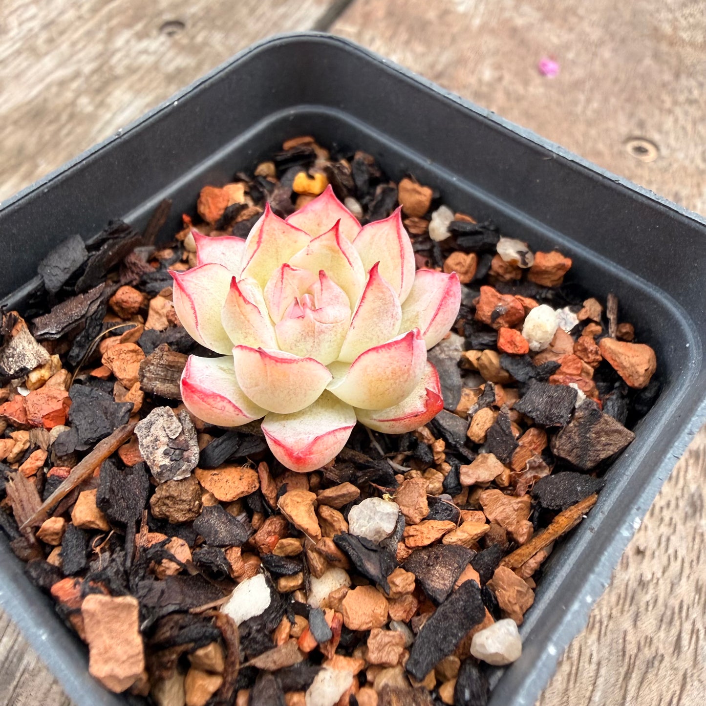 1404 Echeveria Malgan 'Line Rose'