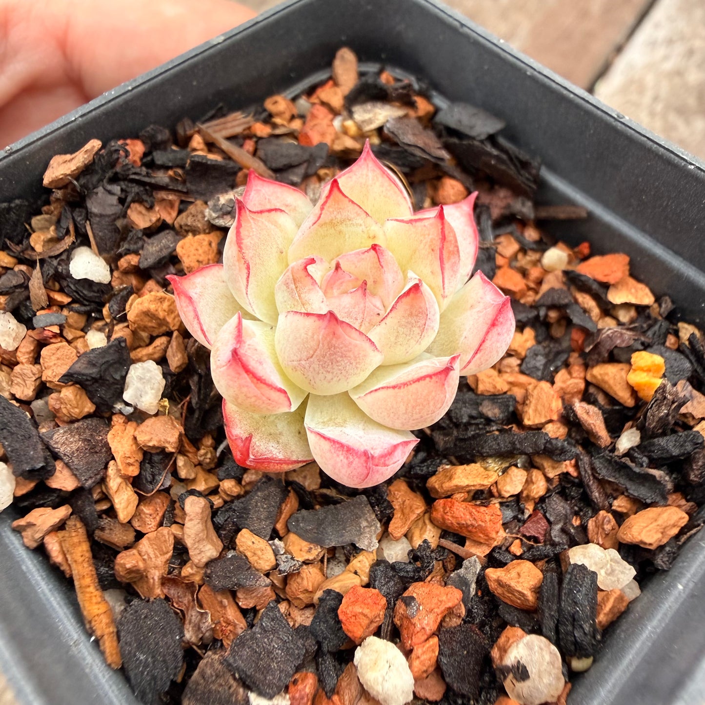 1404 Echeveria Malgan 'Line Rose'