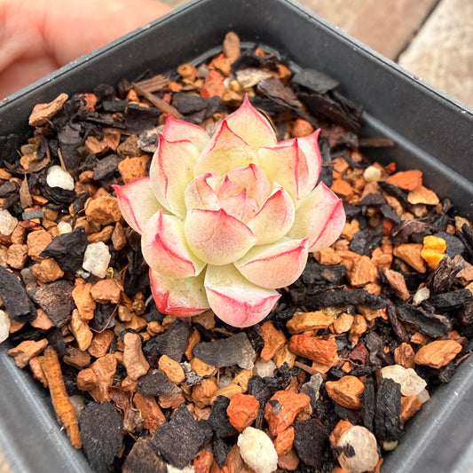 1404 Echeveria Malgan 'Line Rose'