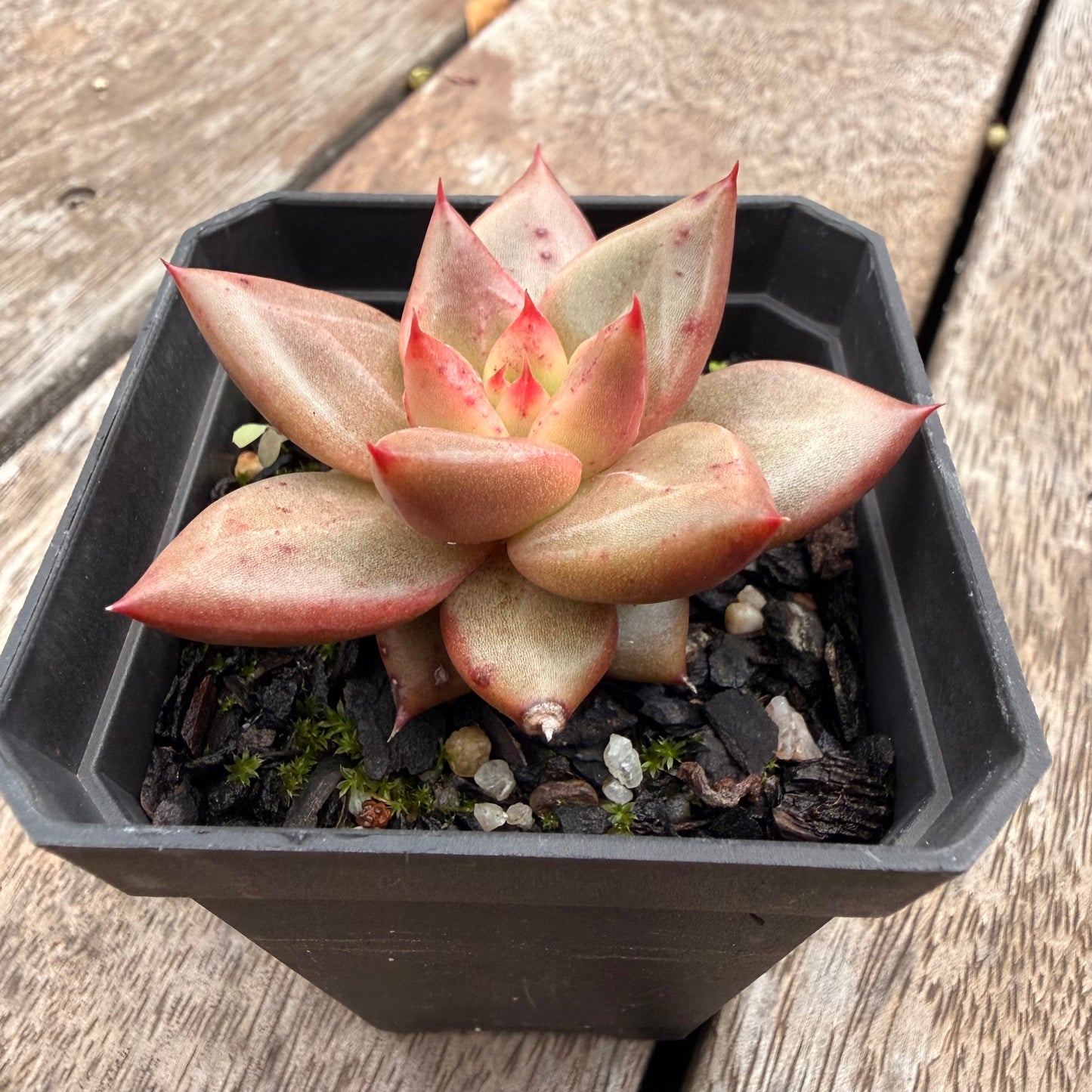 1404 Echeveria Agavoides Romeo