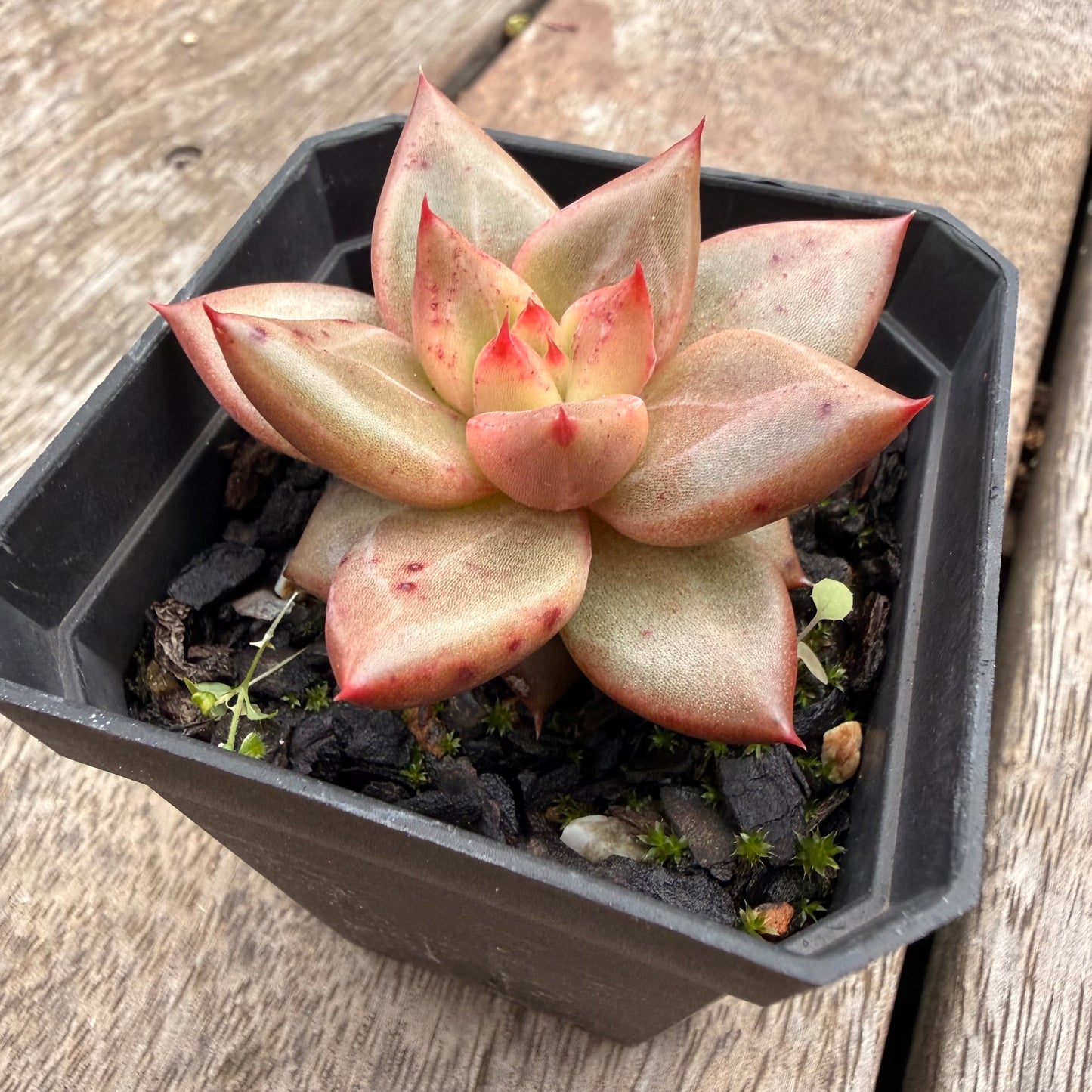 1404 Echeveria Agavoides Romeo