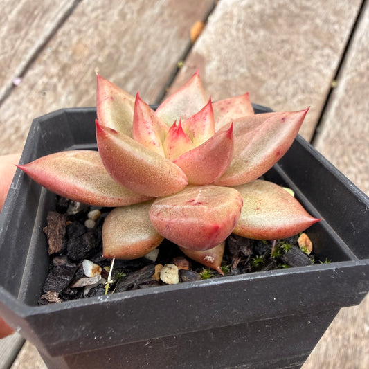 1404 Echeveria Agavoides Romeo