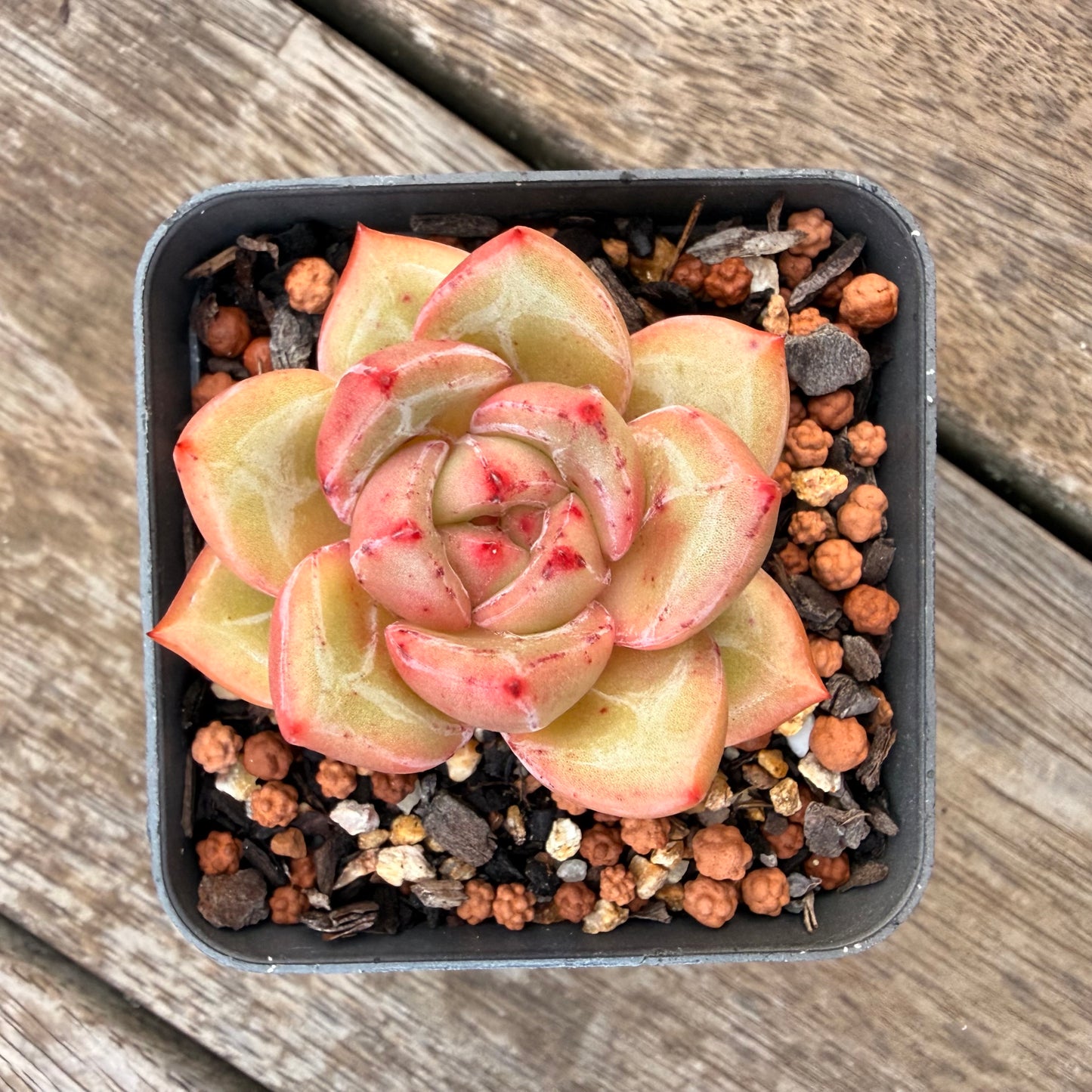 1404 Echeveria White Champagne