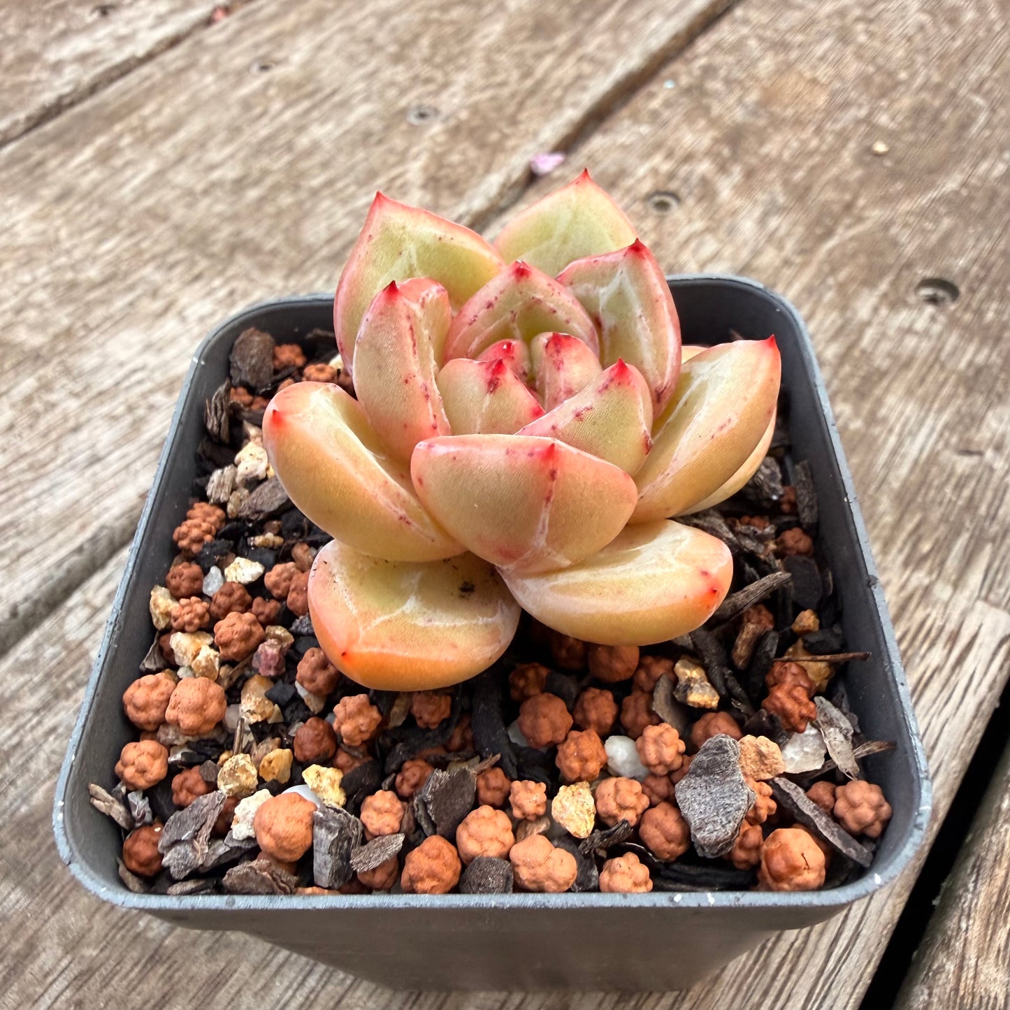 1404 Echeveria White Champagne